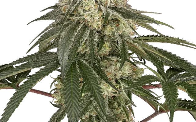 Pineapple Blossom Feminized (Sensi Seeds) – Pflanze