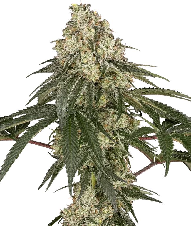 Pineapple Blossom Feminized (Sensi Seeds) – Pflanze