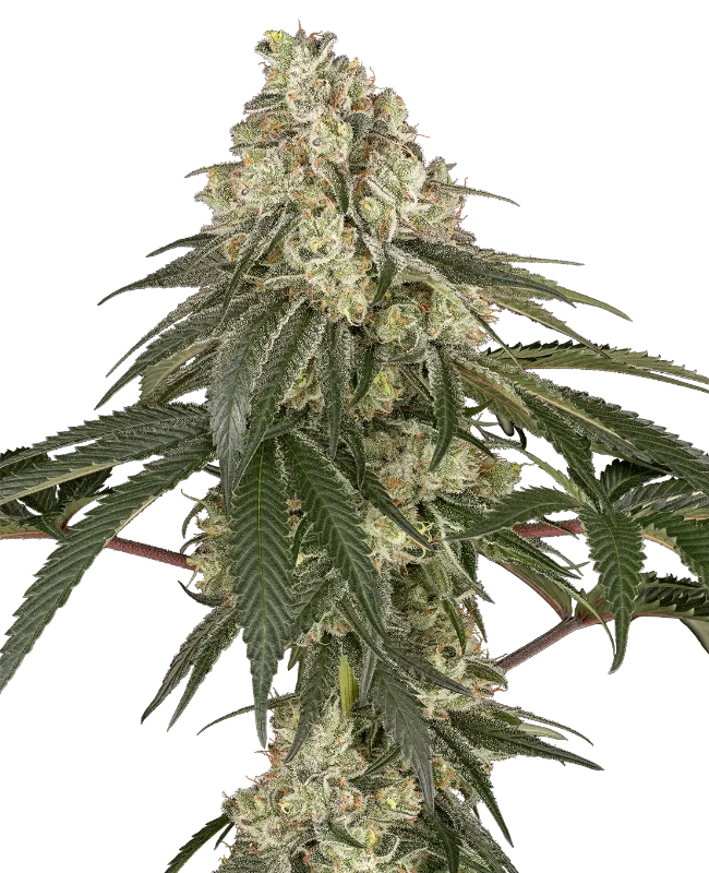 Pineapple Blossom Feminized (Sensi Seeds) – Pflanze
