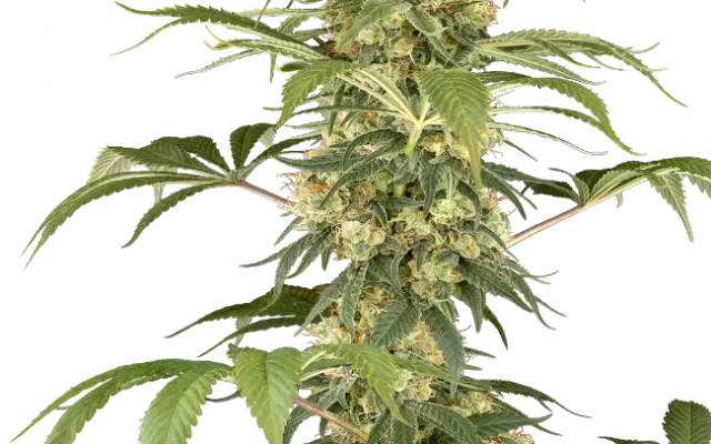 Super Berry Pound Cake Feminized (Sensi Seeds) – Pflanze