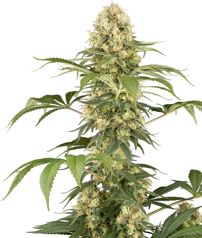 Super Berry Pound Cake Feminized (Sensi Seeds) – Pflanze