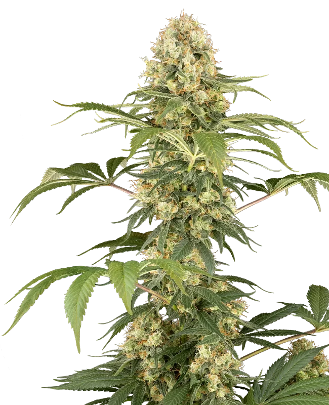 Super Berry Pound Cake Feminized (Sensi Seeds) – Pflanze