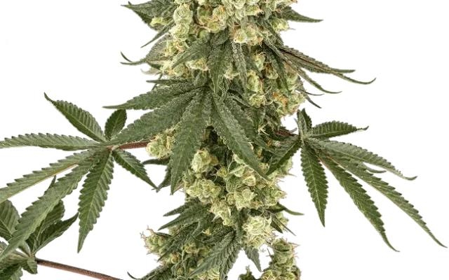 Lambo Haze Feminized (Sensi Seeds) – Pflanze