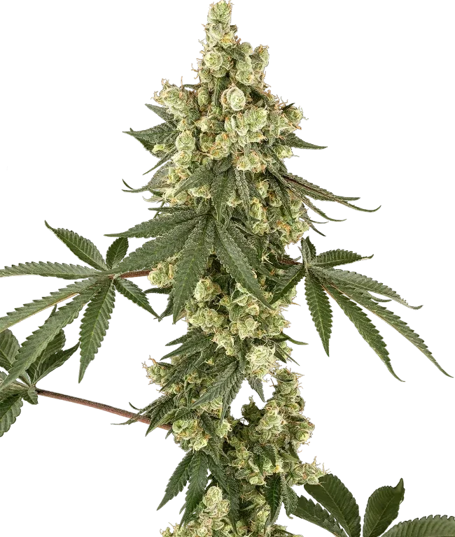 Lambo Haze Feminized (Sensi Seeds) – Pflanze