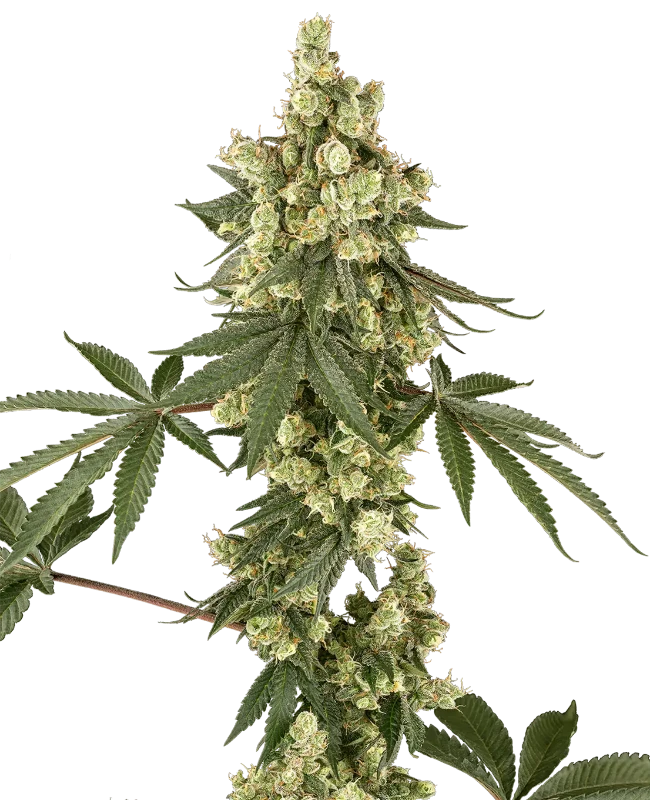 Lambo Haze Feminized (Sensi Seeds) – Pflanze