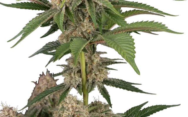 California Runtz Automatic (Humboldt Seed Company) – Pflanze
