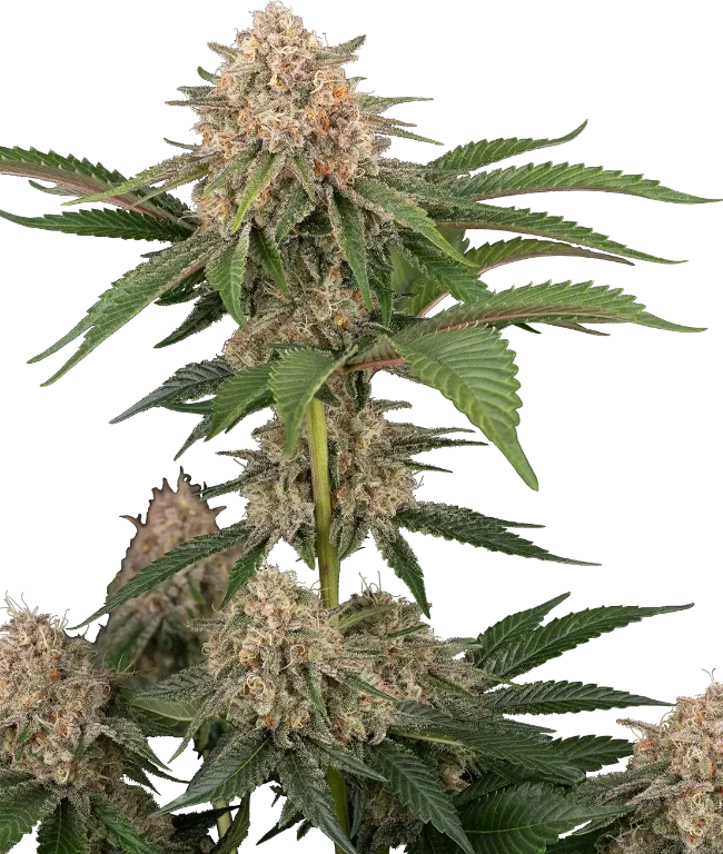 California Runtz Automatic (Humboldt Seed Company) – Pflanze