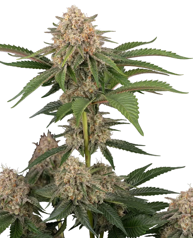 California Runtz Automatic (Humboldt Seed Company) – Pflanze