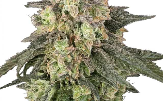 Full Throttle Automatic (Humboldt Seed Company) – Pflanze