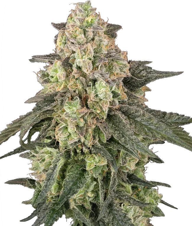 Full Throttle Automatic (Humboldt Seed Company) – Pflanze