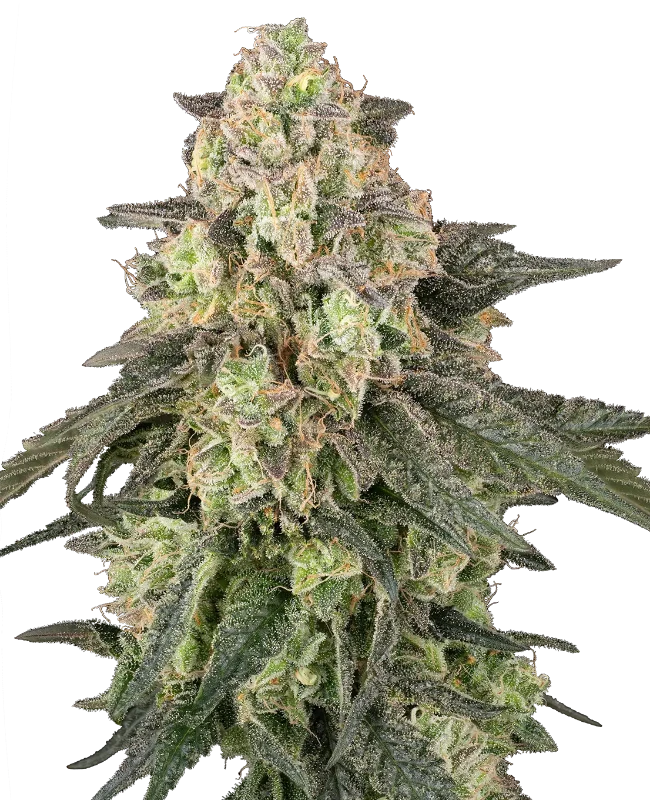 Full Throttle Automatic (Humboldt Seed Company) – Pflanze