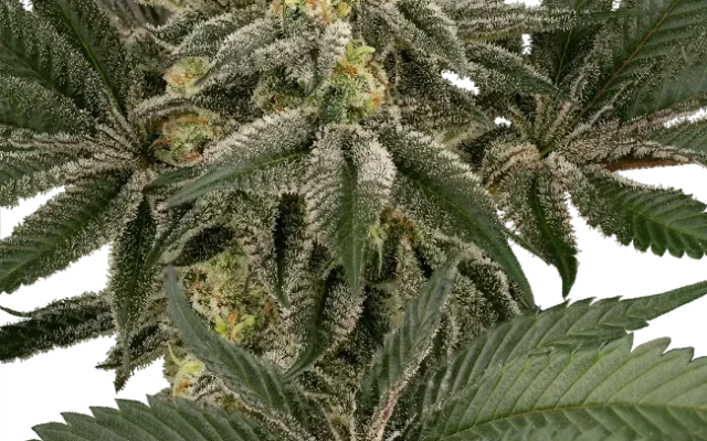 Hollywood Venom Feminized (Humboldt Seed Company) – Pflanze
