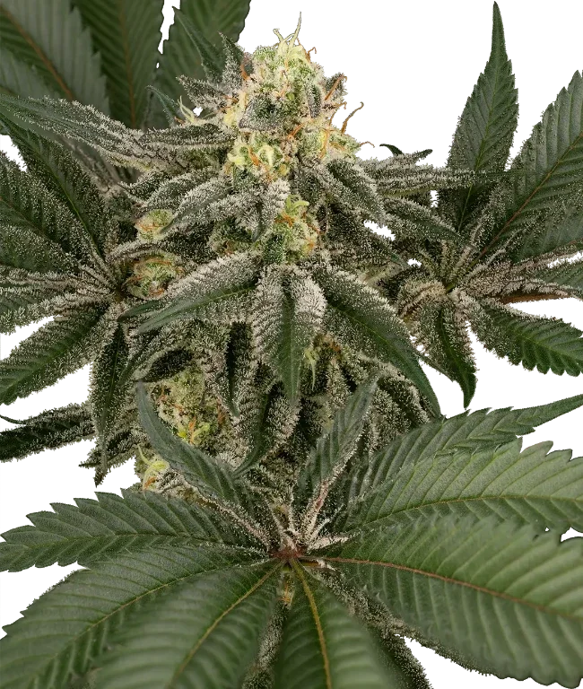 Hollywood Venom Feminized (Humboldt Seed Company) – Pflanze