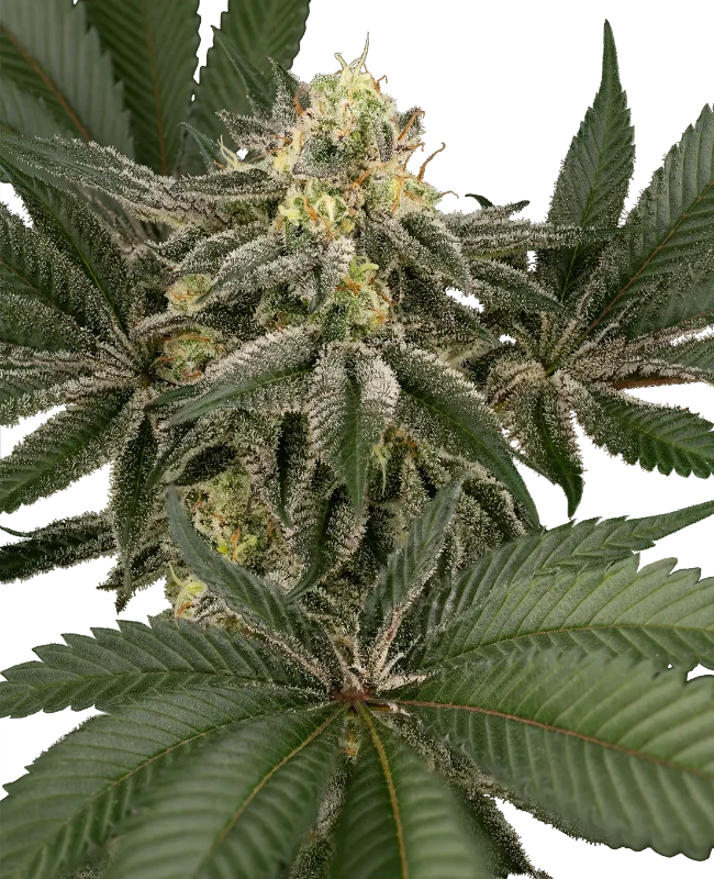 Hollywood Venom Feminized (Humboldt Seed Company) – Pflanze
