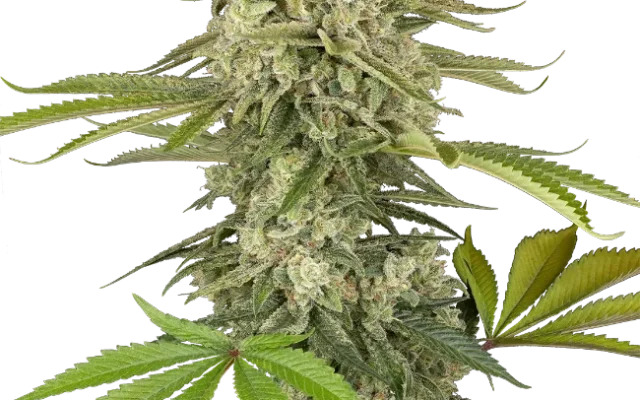 Snow Piercer Feminized (Humboldt Seed Company) – Pflanze