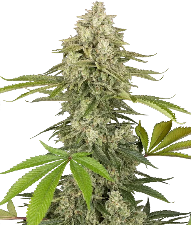 Snow Piercer Feminized (Humboldt Seed Company) – Pflanze