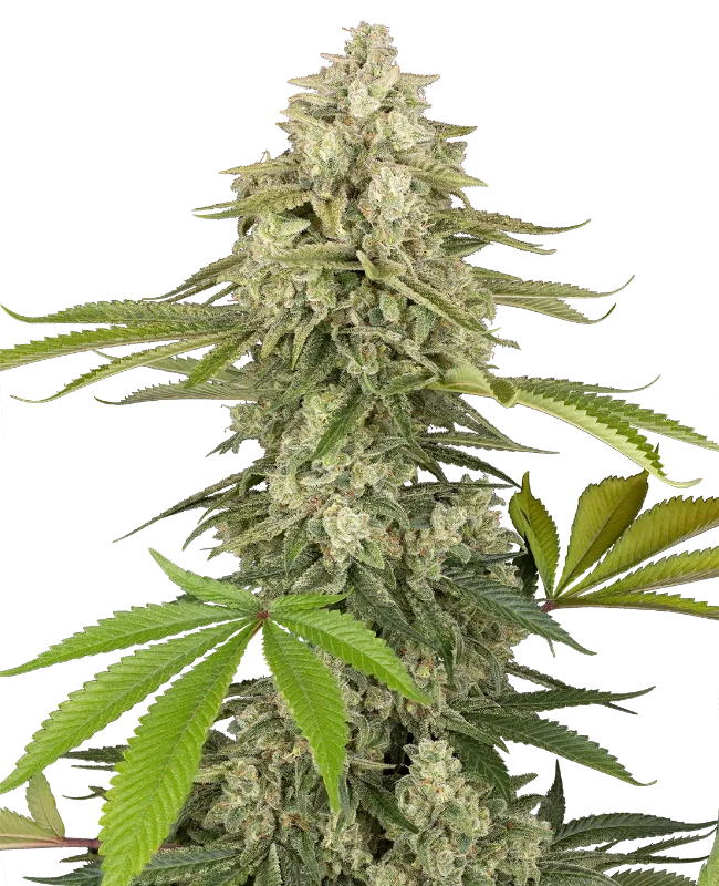 Snow Piercer Feminized (Humboldt Seed Company) – Pflanze