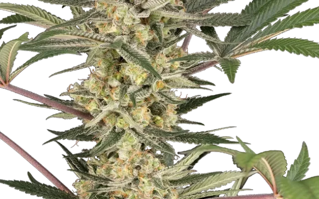 Chrome Fade Feminized (Champelli) – Pflanze