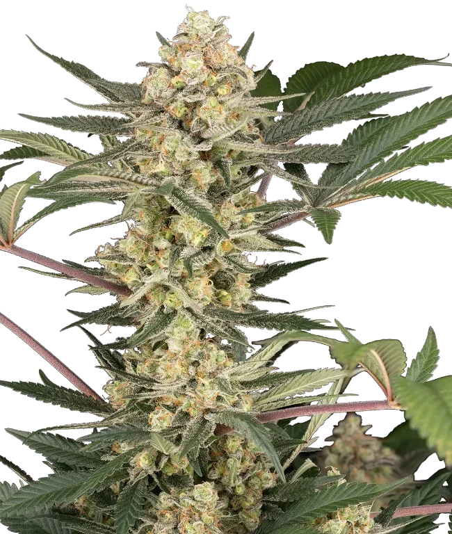 Chrome Fade Feminized (Champelli) – Pflanze