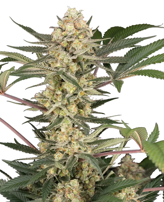 Chrome Fade Feminized (Champelli) – Pflanze