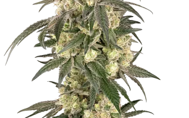 Gold Line Z Feminized (Champelli) – Pflanze