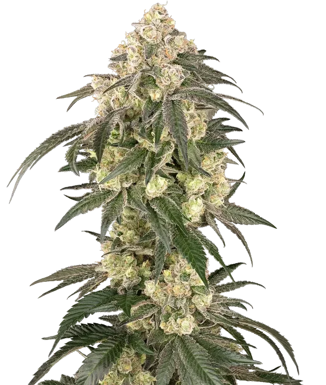 Gold Line Z Feminized (Champelli) – Pflanze