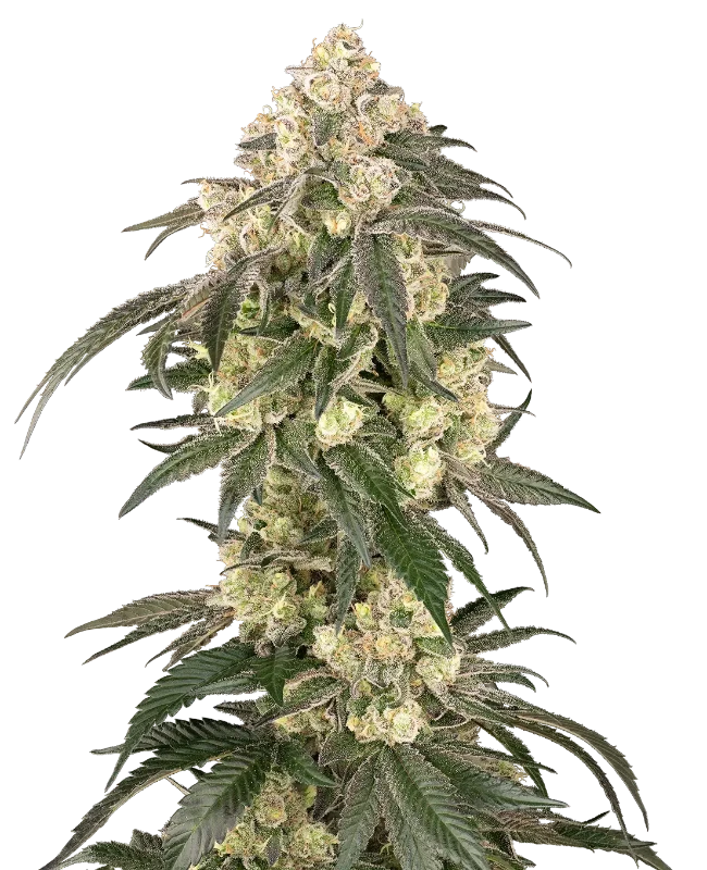 Gold Line Z Feminized (Champelli) – Pflanze