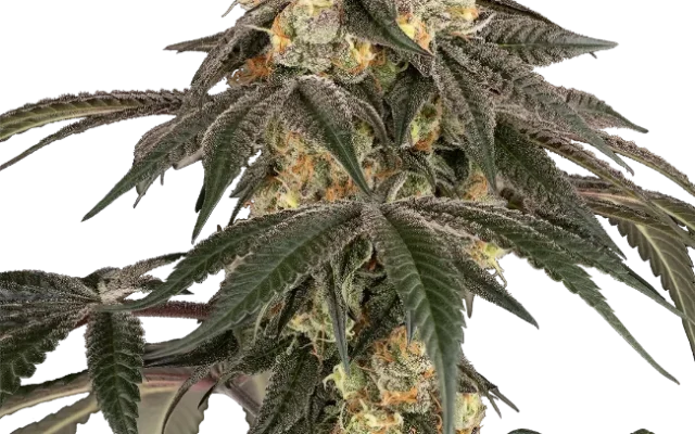 Lychee Sago Feminized (Champelli) – Pflanze