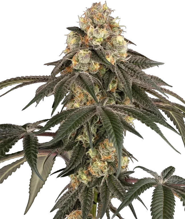 Lychee Sago Feminized (Champelli) – Pflanze