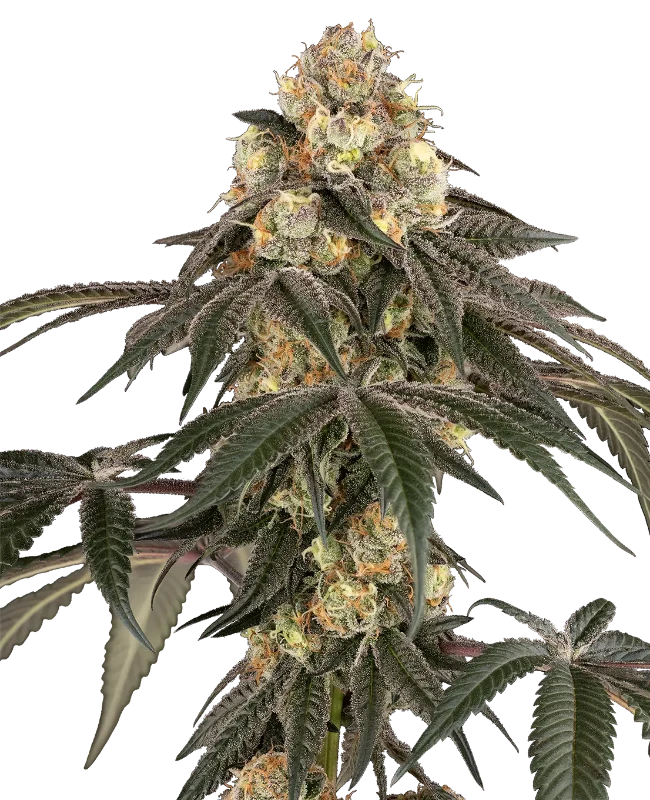 Lychee Sago Feminized (Champelli) – Pflanze