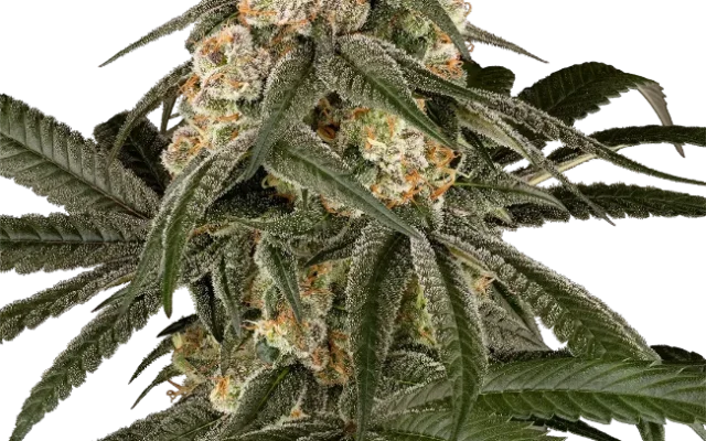 Silk Truffle Feminized (Champelli) – Pflanze
