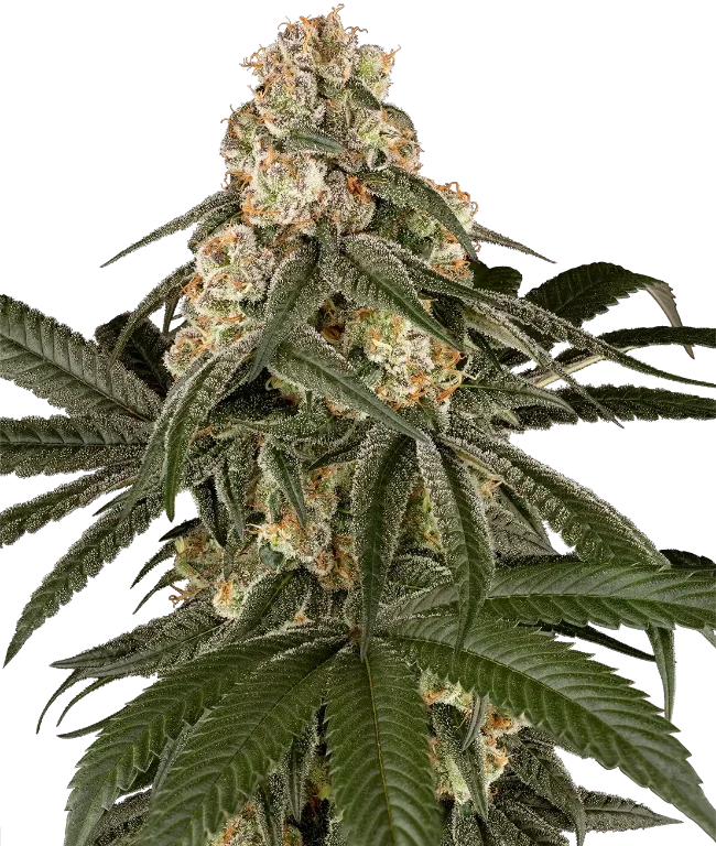 Silk Truffle Feminized (Champelli) – Pflanze