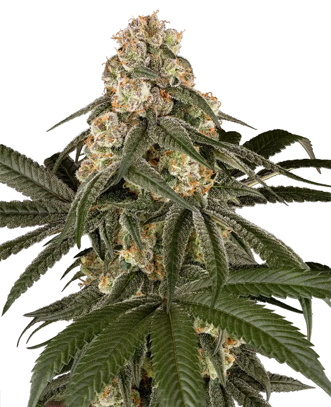 Silk Truffle Feminized (Champelli) – Pflanze
