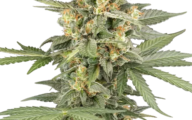 Head Knock Automatic (Sensi Seeds) – Pflanze