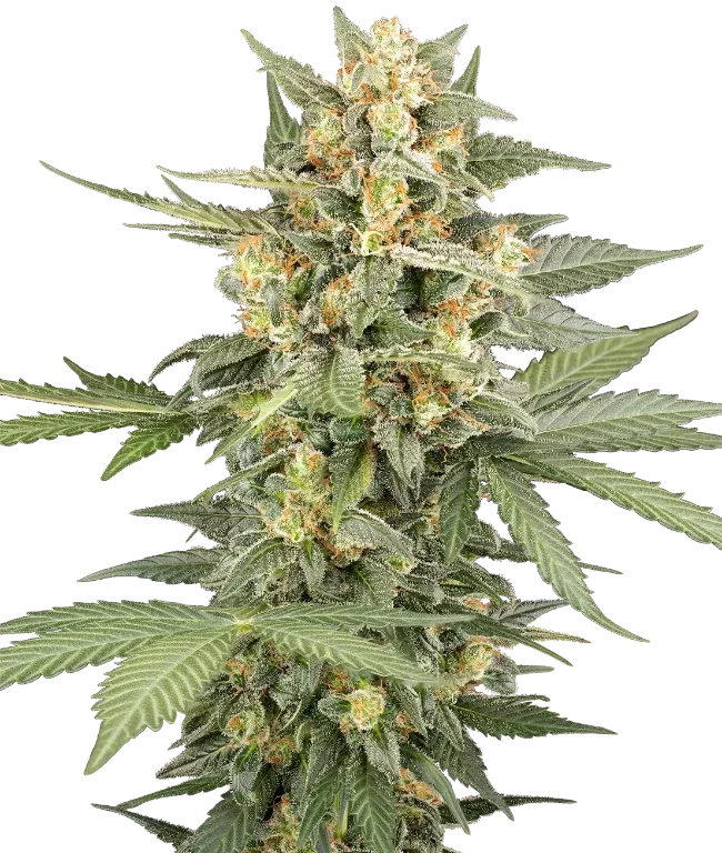 Head Knock Automatic (Sensi Seeds) – Pflanze