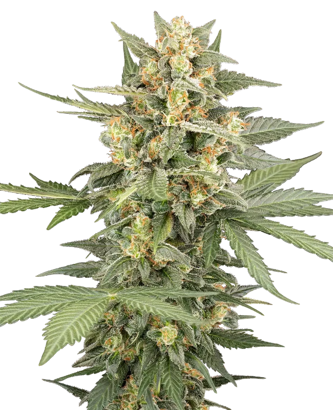 Head Knock Automatic (Sensi Seeds) – Pflanze