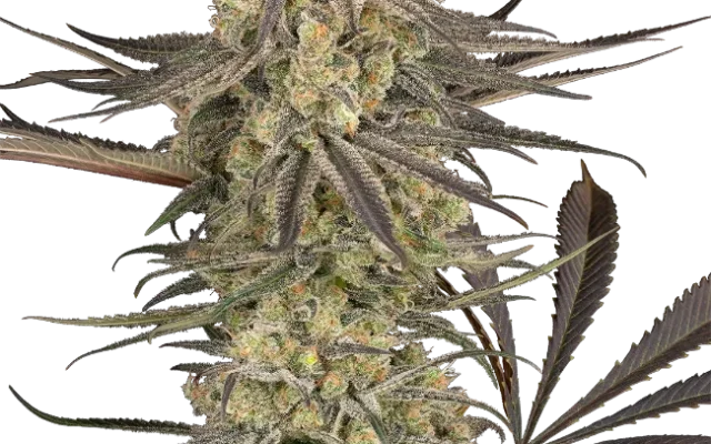 Rhonda’s Wrath Automatic (Sensi Seeds) – Pflanze