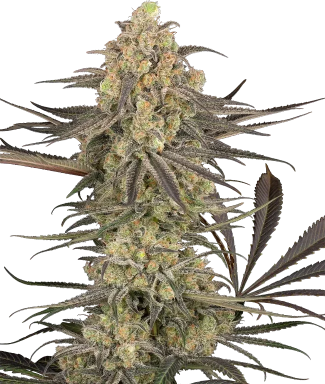 Rhonda’s Wrath Automatic (Sensi Seeds) – Pflanze