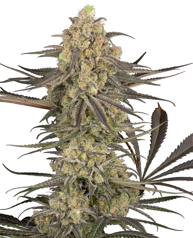 Rhonda’s Wrath Automatic (Sensi Seeds) – Pflanze
