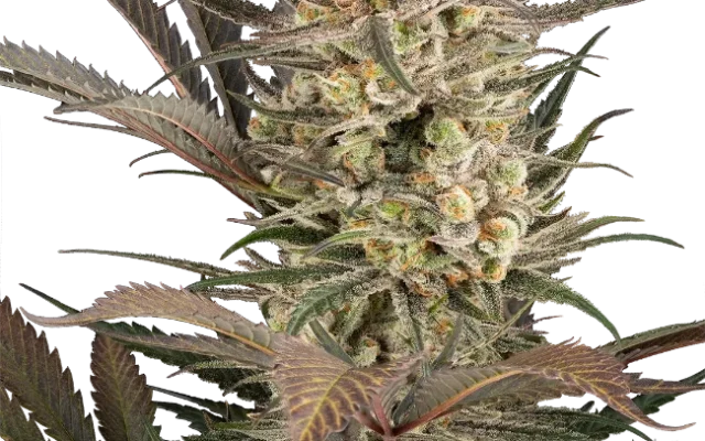 Sour Jam Automatic (Sensi Seeds) – Pflanze