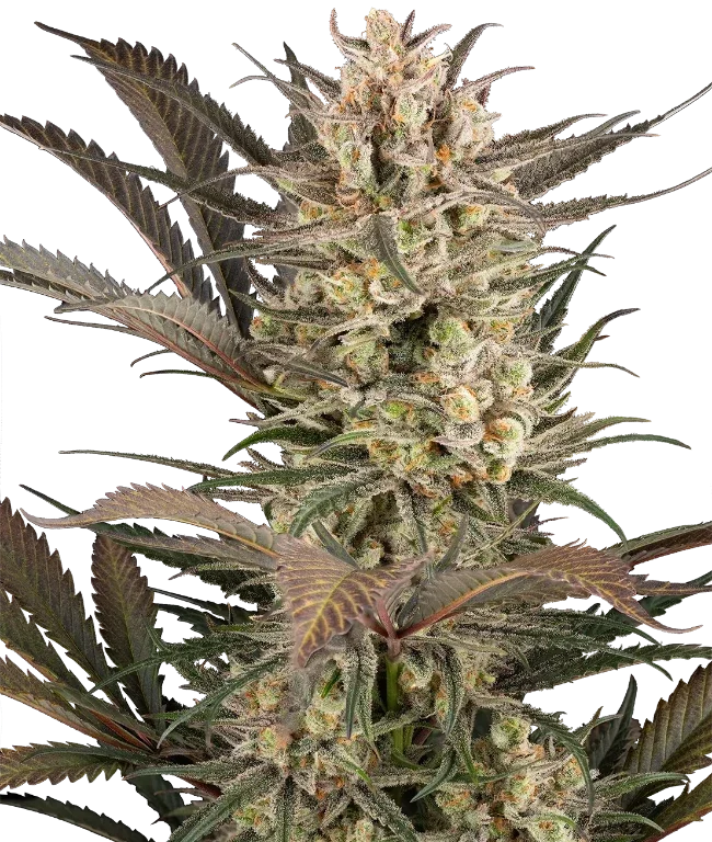 Sour Jam Automatic (Sensi Seeds) – Pflanze