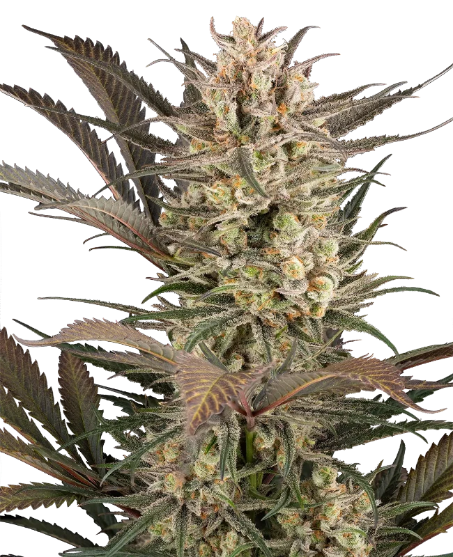 Sour Jam Automatic (Sensi Seeds) – Pflanze