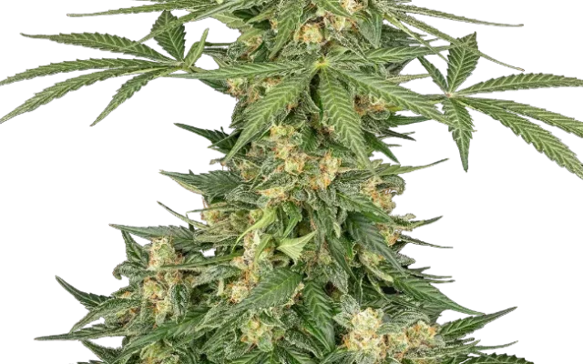 Space Tunnels Automatic (Sensi Seeds) – Pflanze
