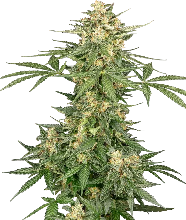 Space Tunnels Automatic (Sensi Seeds) – Pflanze