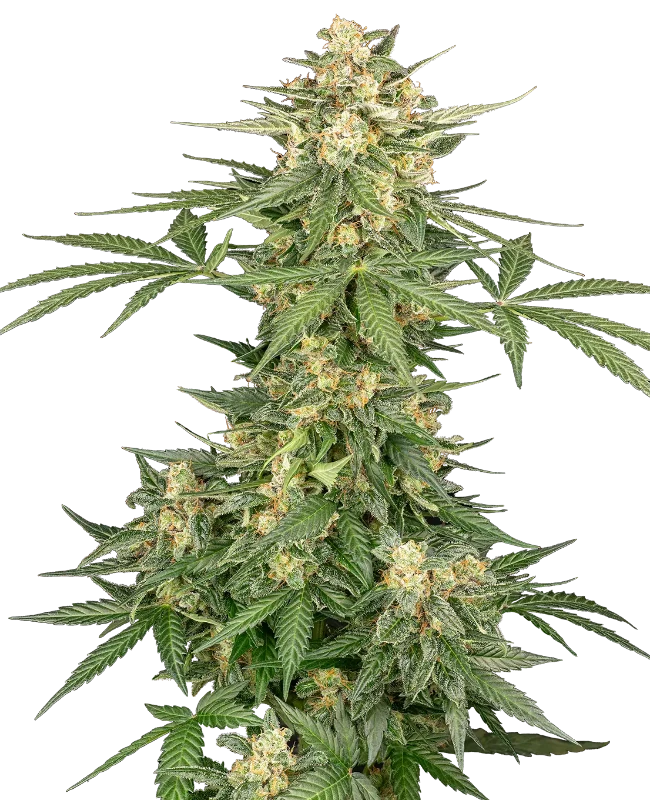 Space Tunnels Automatic (Sensi Seeds) – Pflanze