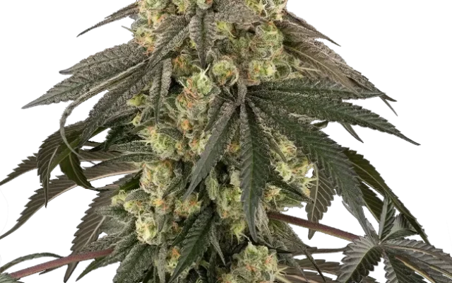 Loud Kush Feminized (Sensi Seeds) – Pflanze