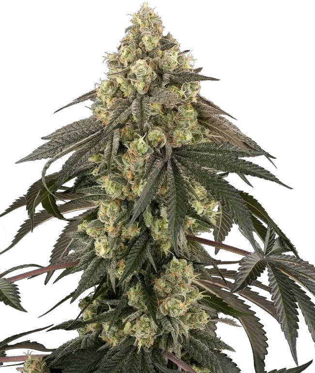 Loud Kush Feminized (Sensi Seeds) – Pflanze