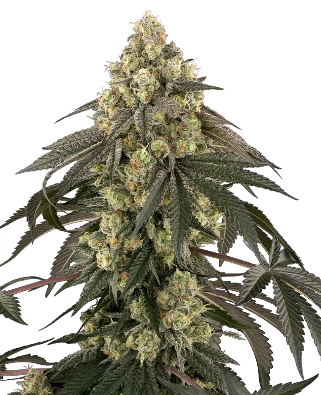 Loud Kush Feminized (Sensi Seeds) – Pflanze