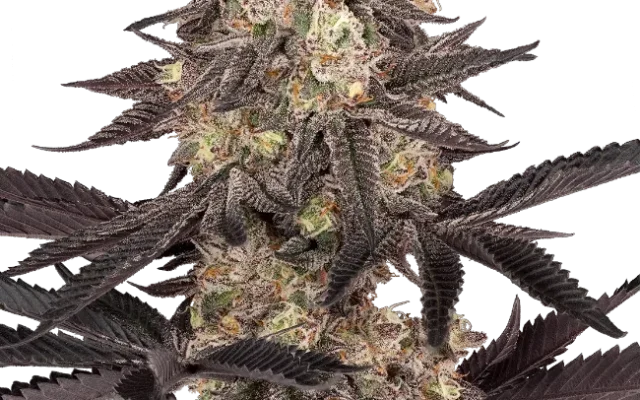 Black Cherry Reserve Feminized (Sensi Seeds) – Pflanze