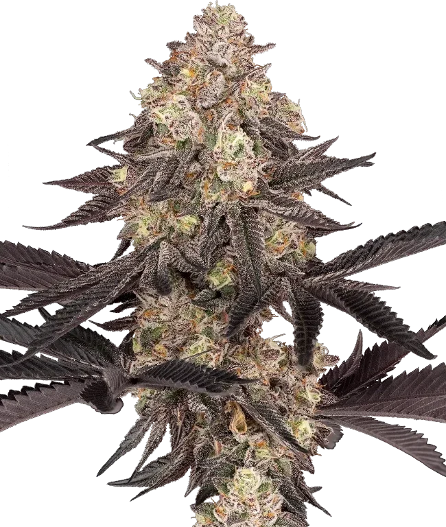 Black Cherry Reserve Feminized (Sensi Seeds) – Pflanze